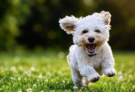 Why Pet Treadmills Are Becoming Essential for Modern Dogs and Cats