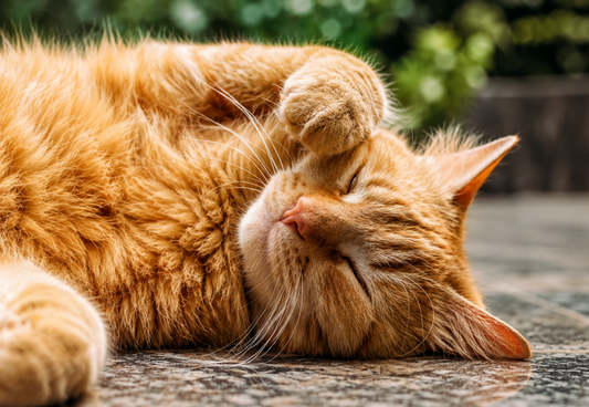 Why Cat Climbing Activities Are Essential for Your Cat's Health and Happiness