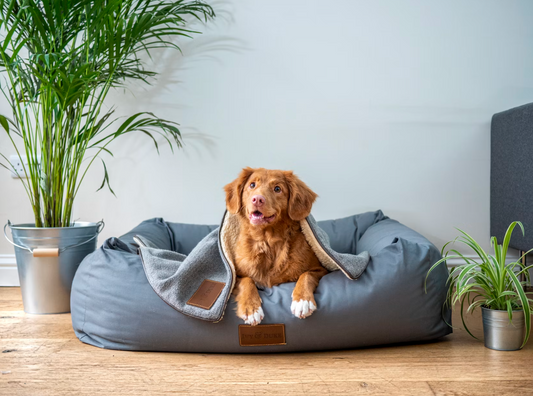 Why Choosing the Right Dog Bed Matters More Than You Think