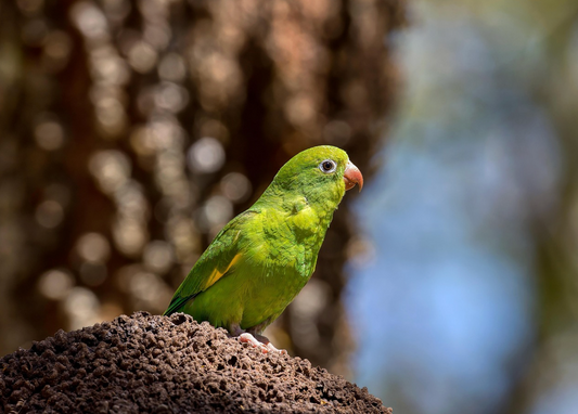 Choosing the Right Bird Cage: Why Your Bird's Health, Happiness, and Longevity Depend on It