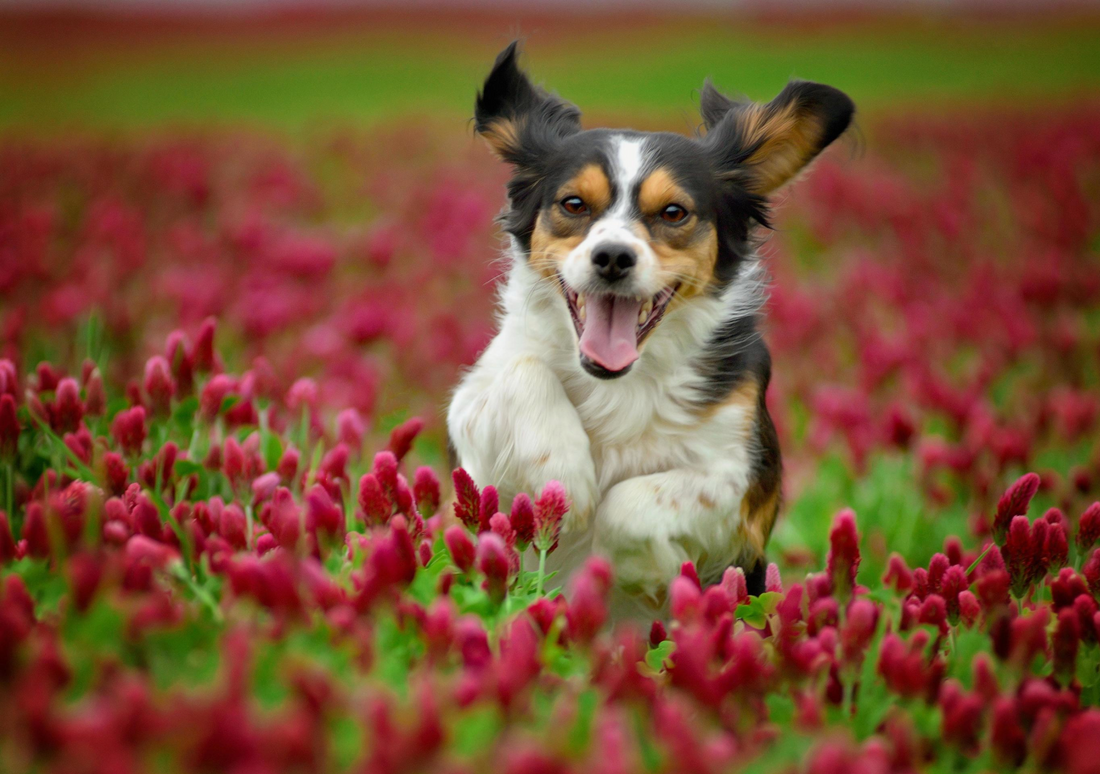 The Importance of Digestive & Gut Health in Dogs: Supporting a Longer, Happier Life