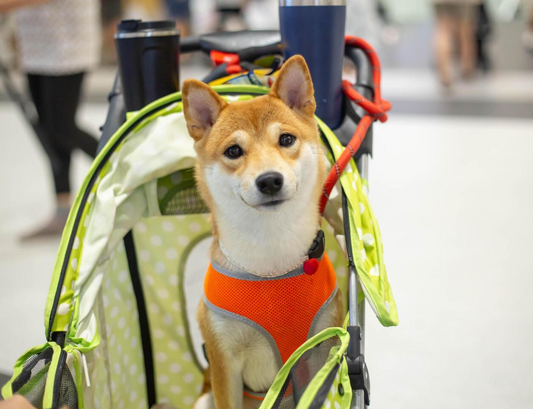 Adventure Awaits: Exploring the World With Your Dog Through the Comfort of a Pet Stroller