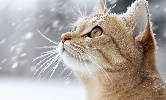 Keeping Indoor Cats Active During Long Snowy Winters: How to Keep Your Feline Healthy, Happy, and Entertained