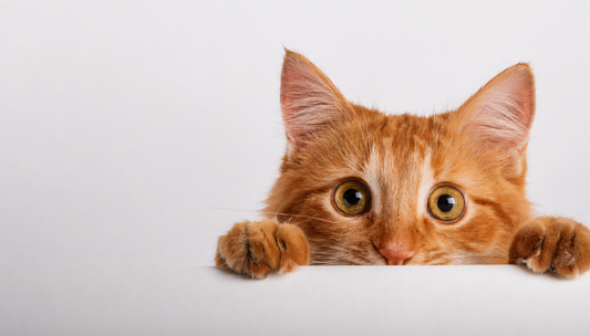 Indoor Cats vs. Outdoor Cats: Which Lifestyle Is Best for Your Feline Friend?