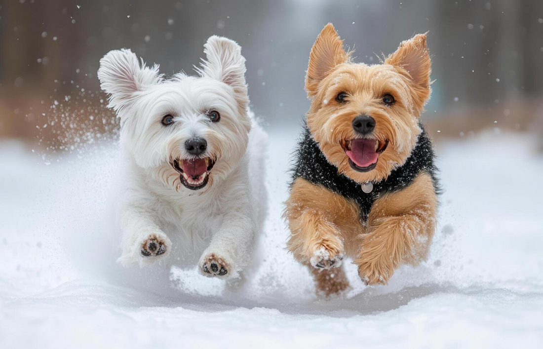 Puppy Exercise Guide: How Much Exercise Does Your Puppy Really Need?