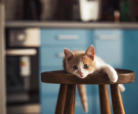 Cats, Human Emotions, and the Science of Happiness: How Your Mood Shapes Your Cat—and How Your Cat Can Lift Yours
