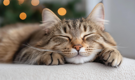 Cat Skin and Coat Health: A Complete Guide for Cat Owners